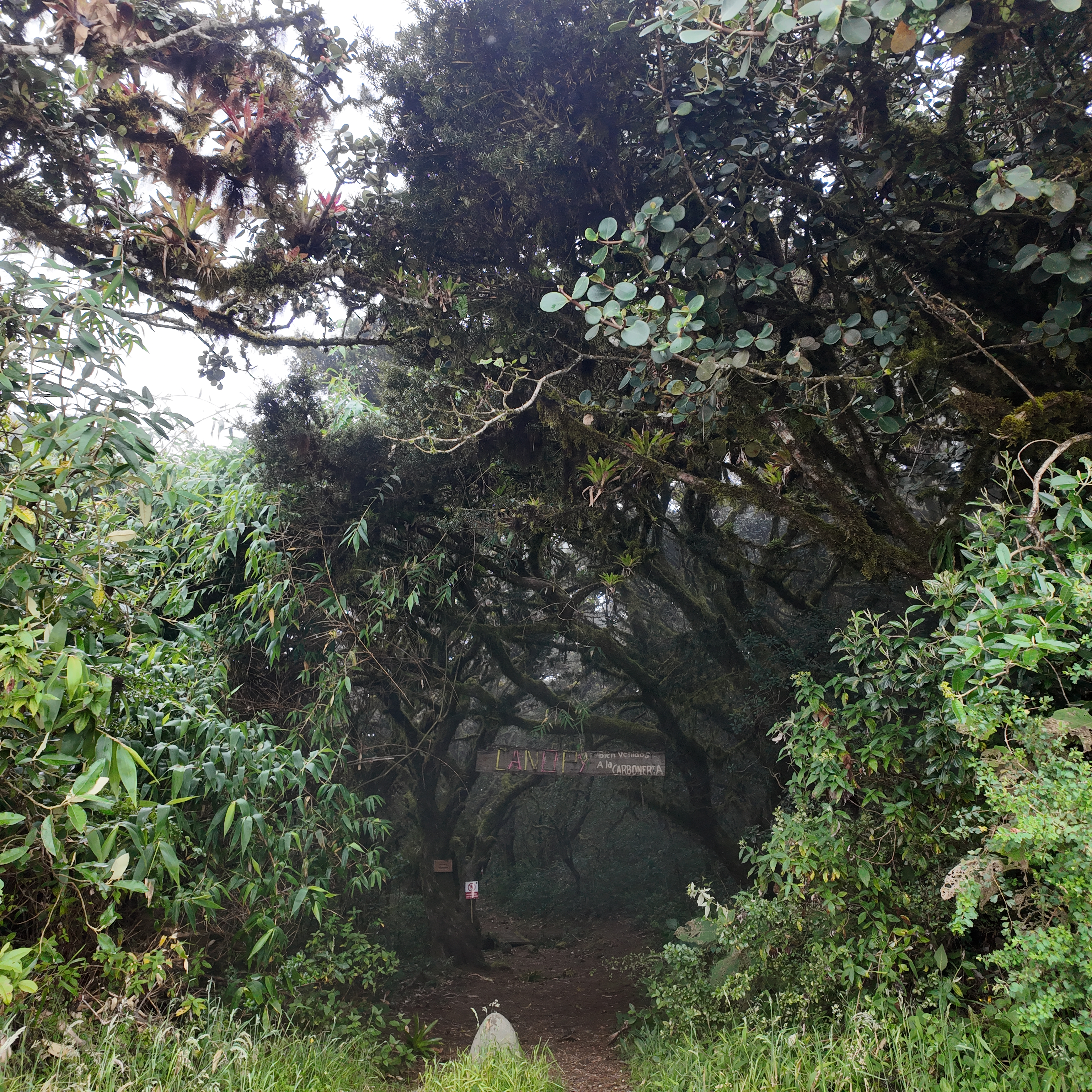 Bosque de la Carboneria